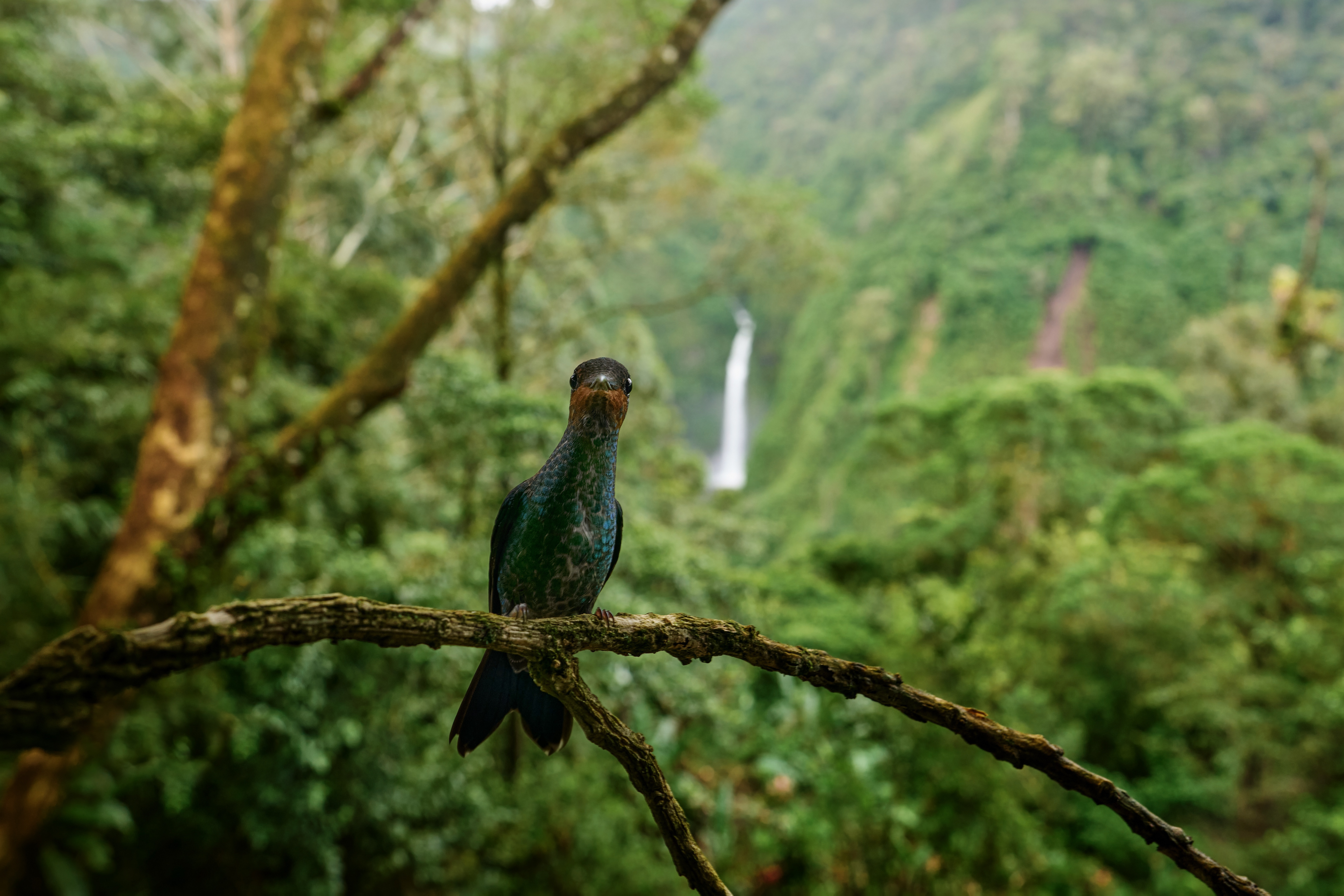 Foret Tropical Costa rica - Voyage sur mesure Agence Cruise en vogue